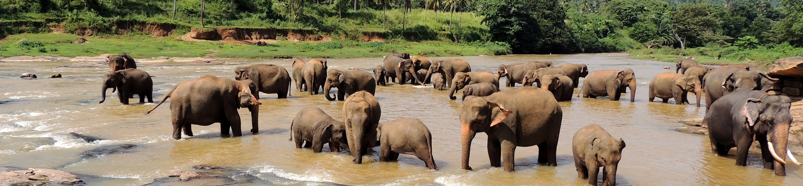 Sri Lanka, sierociniec słoni w Pinnawala